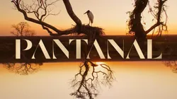 Amigos se encontram todo dia em bar para assistir 'Pantanal'. Imagem: Reprodução TV Globo