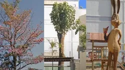 "Brincadeira" foi denunciada e resultou em advertência por danos à árvore nativa. Imagem: Divulgação Polícia Ambiental.