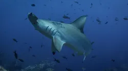 Foto: Pixabay - Tubarão-martelo.