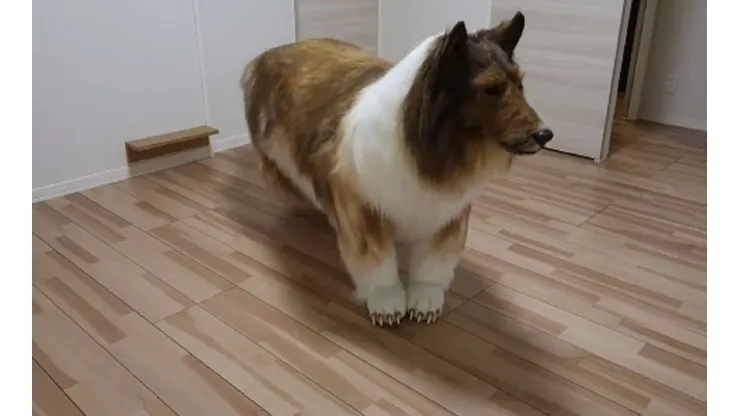 Homem diz ser amante dos animais e quis se "transformar" em cão