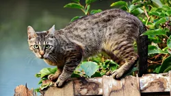 Foto: Pixabay - Um gato fora de casa.