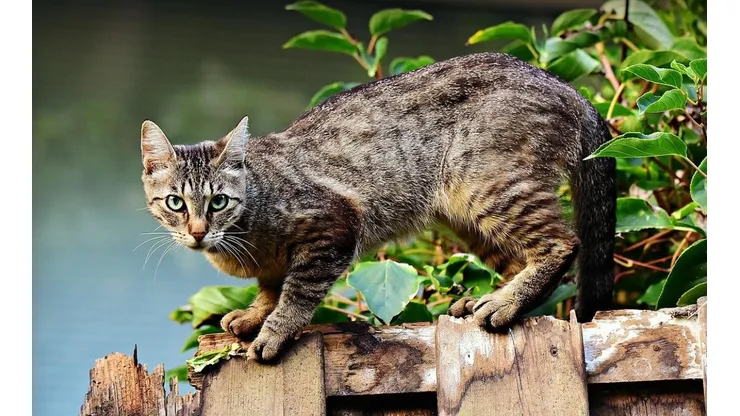Foto: Pixabay - Um gato fora de casa.