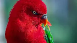 Com a técnica, morte de um animal não mais representa o fim para o código genético. Foto: Pixabay.