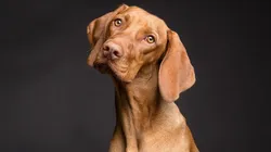 Millenials tem preferido mais os pets do que seus próprios parentes