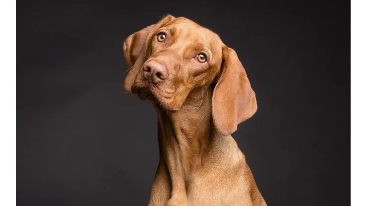 Millenials tem preferido mais os pets do que seus próprios parentes