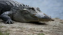 Moradores encontram jacaré 250 kg na piscina de casa. Foto: Pixabay.