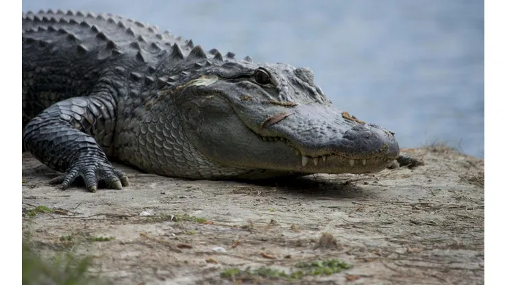 Moradores encontram jacaré 250 kg na piscina de casa. Foto: Pixabay.