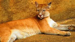 Onça-parda foi solta no Parque Gandarela, em Minas Gerais