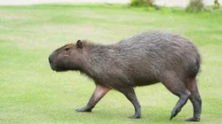 Capivaras foram vistas em parque no Paraná