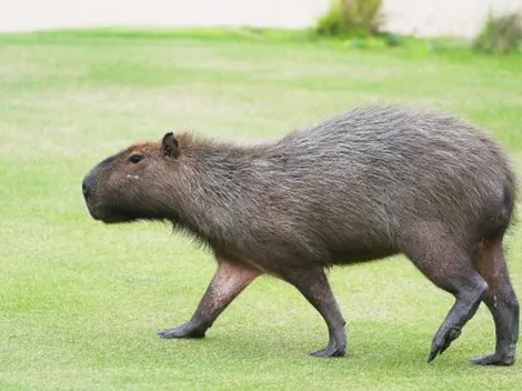 Foto de grupo de capivaras em parque no Paraná viraliza nas redes sociais; animais foram vistos comendo a grama do local