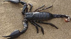 Foto: Pixabay - Um escorpião.