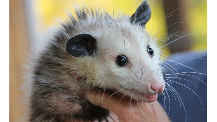 Gambá virou animal de estimação para família, em Maringá (PA)