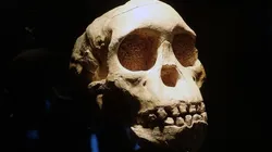 Um crânio. Foto: Pixabay