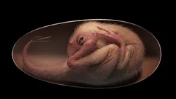 Ovo estaria bem preservado e tem mais de 70 milhões de anos. Foto: Reprodução/Lina Xiang/iScience