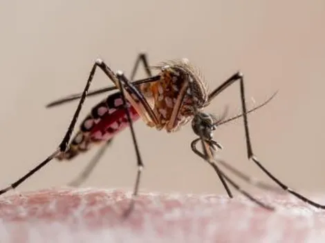 Dengue: avanço da doença no Brasil pode estar associada com aumento da pobreza, aponta infectologista