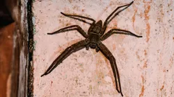 (Photo by Soumyabrata Roy/NurPhoto via Getty Images) - Imagem de uma Aranha-Caçadora.