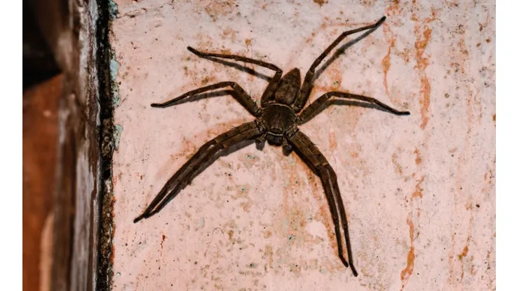 (Photo by Soumyabrata Roy/NurPhoto via Getty Images) - Imagem de uma Aranha-Caçadora.