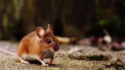 Foto: Pixabay - Um roedor.