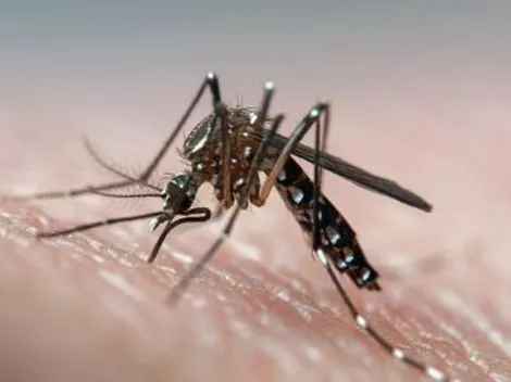 Dengue: cepa do vírus mais contagiosa é encontrada pela primeira vez no Brasil