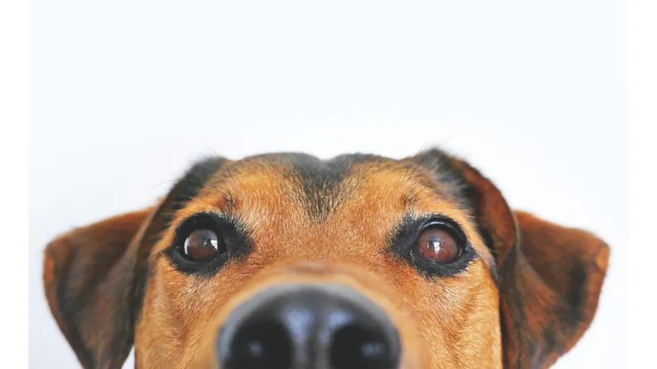 Foto de um cão. Foto: Pixabay