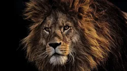 Agentes ambientais são chamados para resgatar leão e descobrem situação inusitada. Foto: Pixabay.