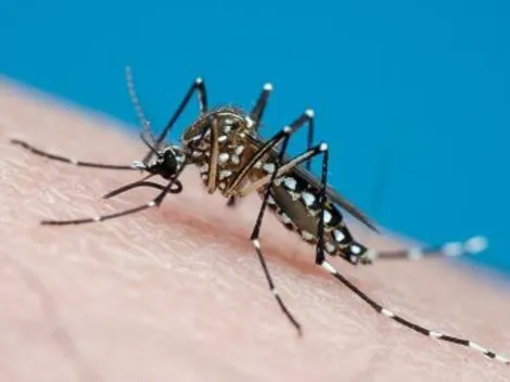 Dengue: casos da doença aumentam 113,7% nos quatro meses de 2022
