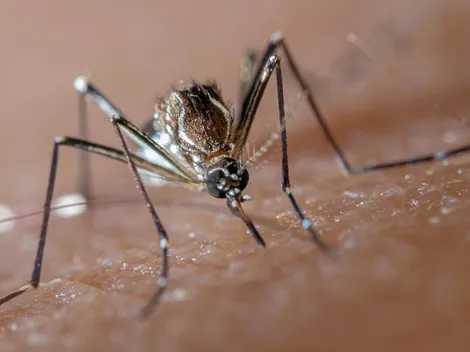 Dengue: número de casos chegam a 465 mil e dobram em todo país durante 2020