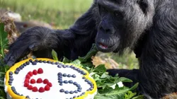 Fatou é a gorila mais velha do mundo - Imagem: Reprodução/Instagram oficial do Zoológico de Berlim (@zoobelin)