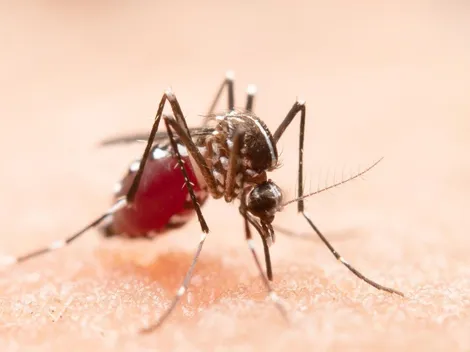 Vacina brasileira contra dengue apresenta anticorpos em mais de 90% dos imunizados