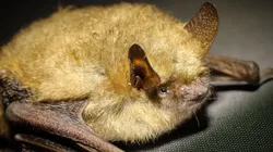 Foto: Pixabay - Um morcego.