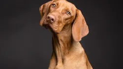 Foto: Pixabay - Um cachorro.