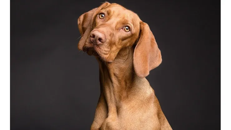 Foto: Pixabay - Um cachorro.