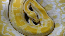 Foto: Pixabay - Imagem de uma Píton Amarela.