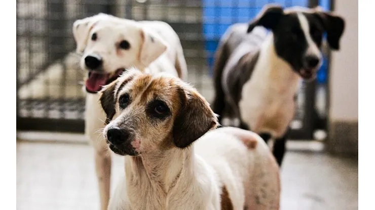 Campanha de castração de cães e gatos abre 3,2 mil vagas gratuitas no DF - Imagem: Reprodução/Correio Braziliense