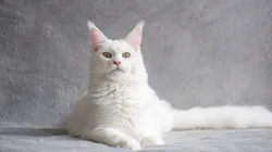 Maine Coon é conhecido pelo seu tamanho surpreendente