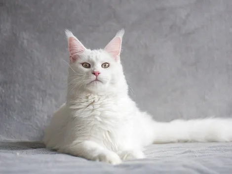 Maine Coon: conheça o gato gigante que ganhou fama na internet por conta de seu tamanho