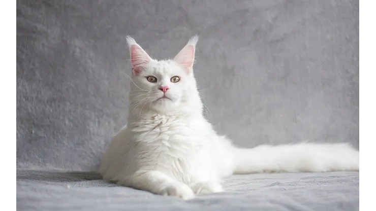 Maine Coon é conhecido pelo seu tamanho surpreendente