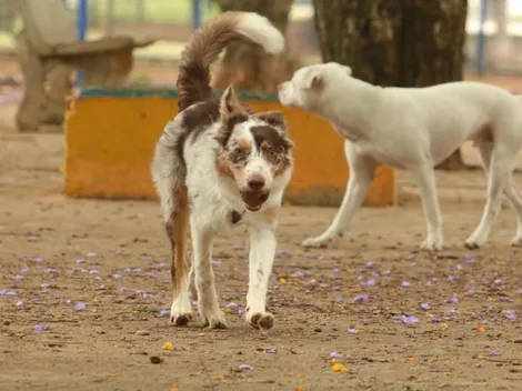 Veterinário dá dicas para proteger os pets dos fogos de artifício; “esse é um problema seríssimo”, adverte