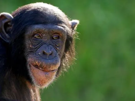 Zoológico de Curitiba vai ser o primeiro no país a vacinar animais contra a Covid-19