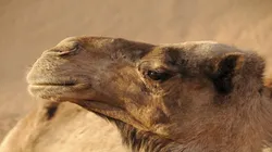 Foto: Pixabay - Camelo no deserto.