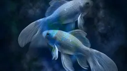 Previsões para hoje, sábado, 23 de outubro de 2021