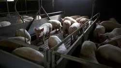 Descubra o que é peste suína clássica