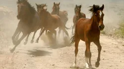 O "cavalo" no poker é aquele jogador que recebe o investimento de alguém (Foto: Getty Images)