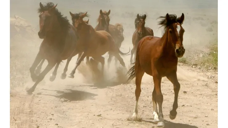 O "cavalo" no poker é aquele jogador que recebe o investimento de alguém (Foto: Getty Images)