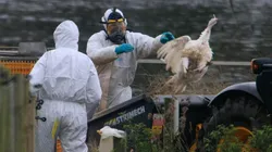 China confirmou primeiro caso de gripe aviária H10N3 em humanos