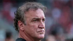 Cuca está livre no mercado