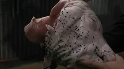 Corinthians pode ser prejudicado por conta da cabeça de porco.