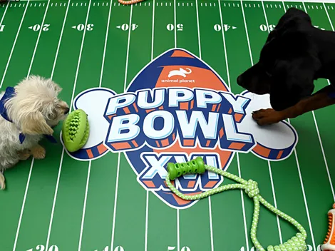 How to watch the Puppy Bowl 2024 online
