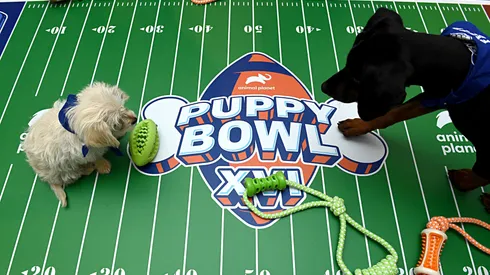 The Animal Planet Puppy Bowl break during the Discovery, Inc. TCA Winter Panel 2020 at The Langham Huntington, Pasadena.