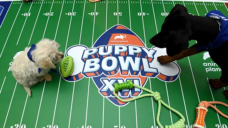 The Animal Planet Puppy Bowl break during the Discovery, Inc. TCA Winter Panel 2020 at The Langham Huntington, Pasadena.